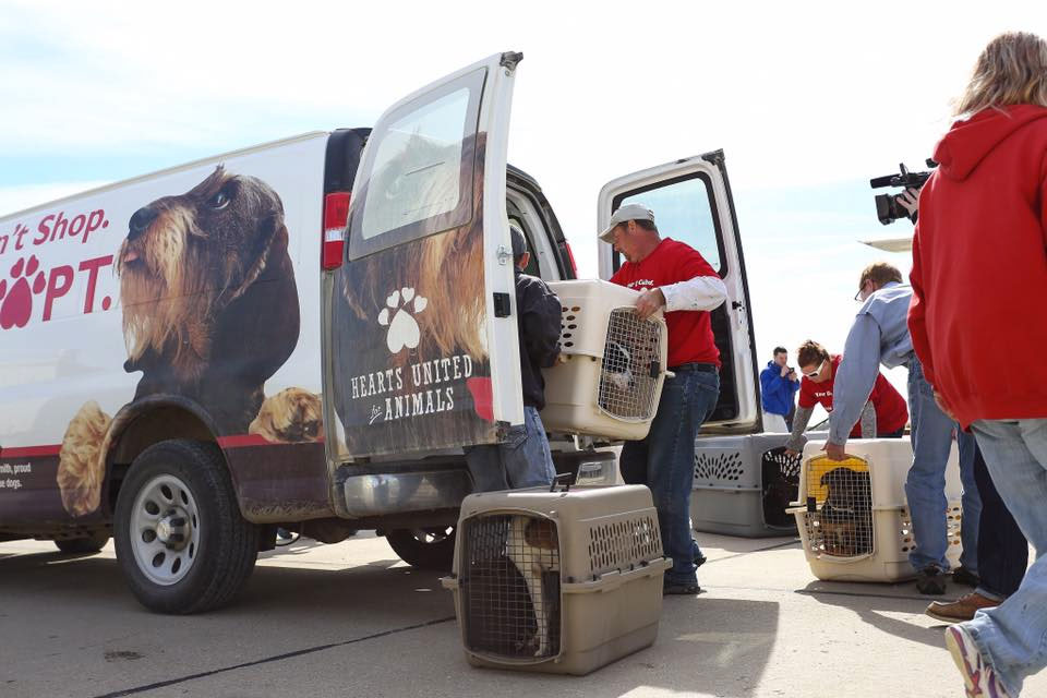 Home Dog Is My CoPilot