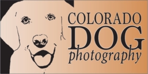 Colorado Dog Photography