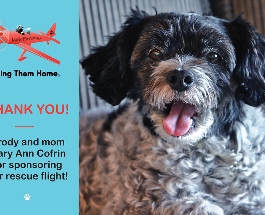 Home Dog Is My CoPilot