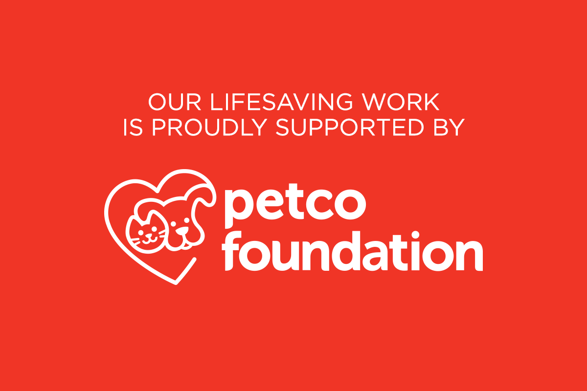 Home Dog Is My CoPilot