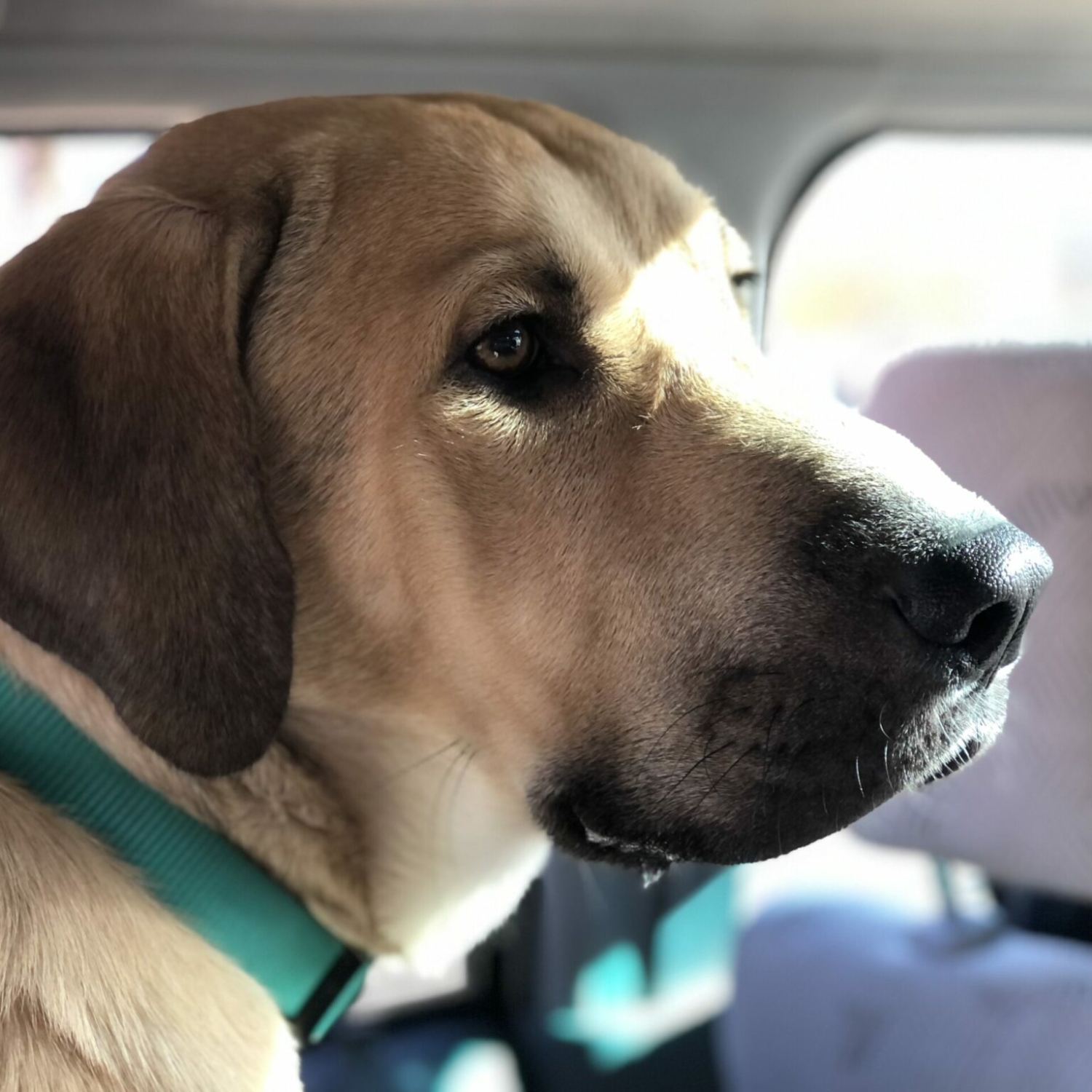 Dog Is My CoPilot receives national award Dog Is My CoPilot