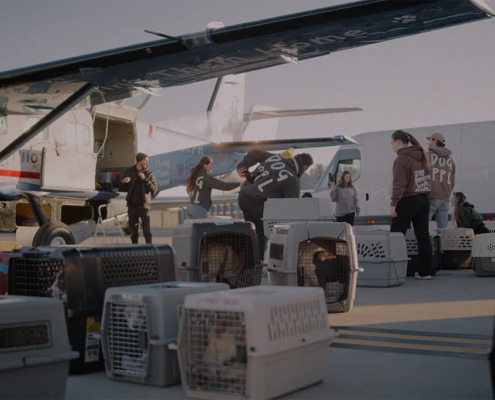 Dog Is My CoPilot dog rescue plane.